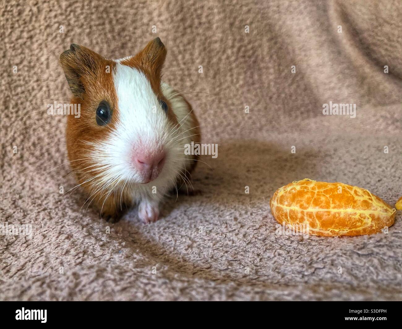 Brown and white American short hair guinea pig about to snack on an orange - Smartphone Captured Stock Image