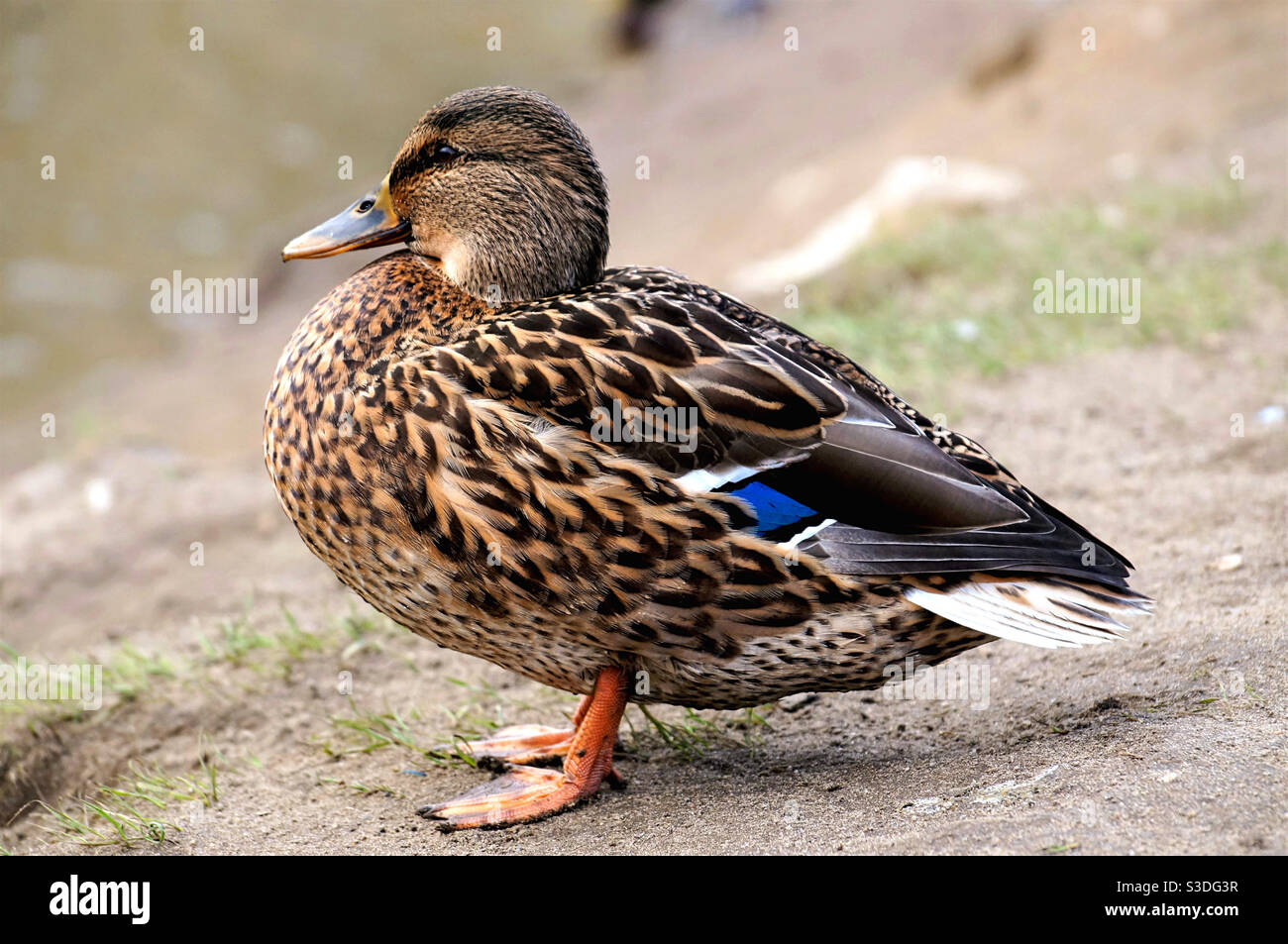 Large shot of a duck in the foreground - Smartphone Captured Stock Image