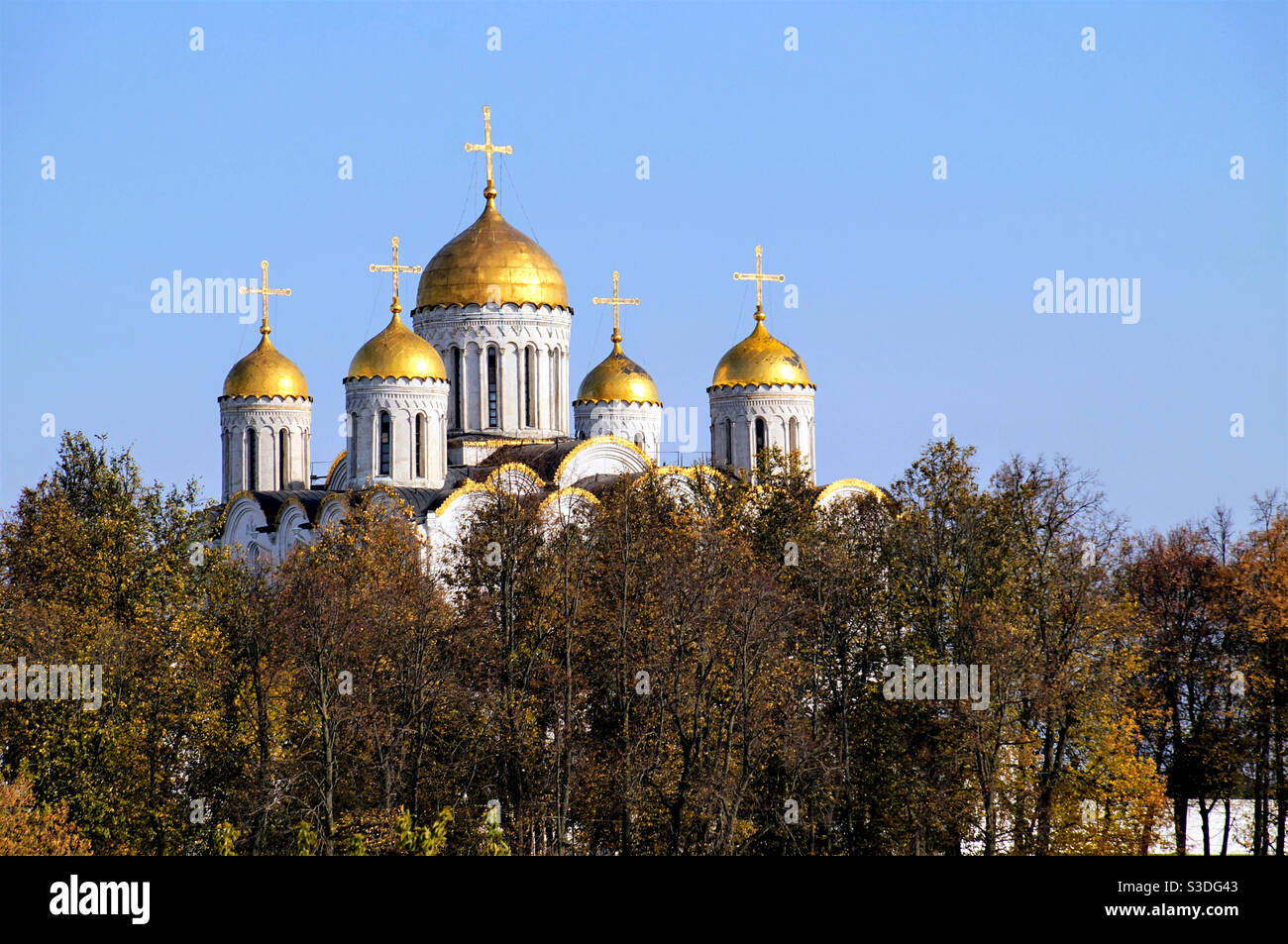 Five golden domes of an Orthodox cathedral behind tall trees - Smartphone Captured Stock Image