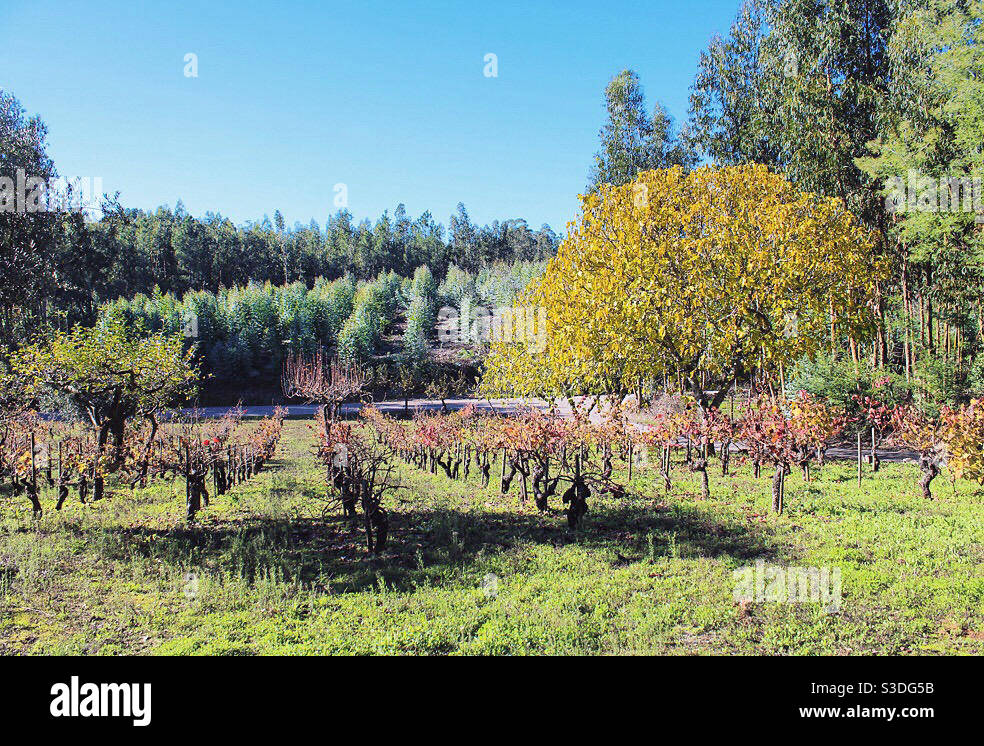 Grape vines in the early spring - Smartphone Captured Stock Image