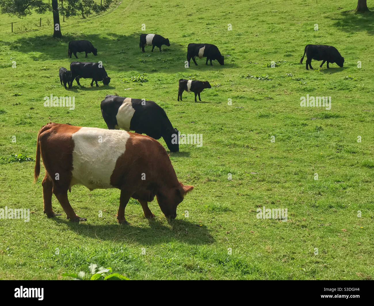 Cows in a field on a summer day, in Gloucestershire, England. Stock Photo