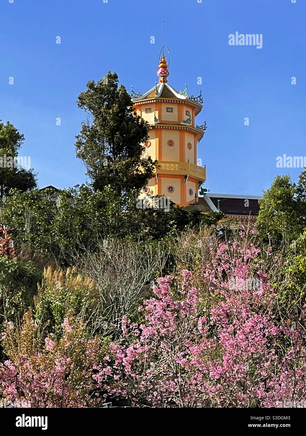 Cherry blossom season Stock Photo Alamy