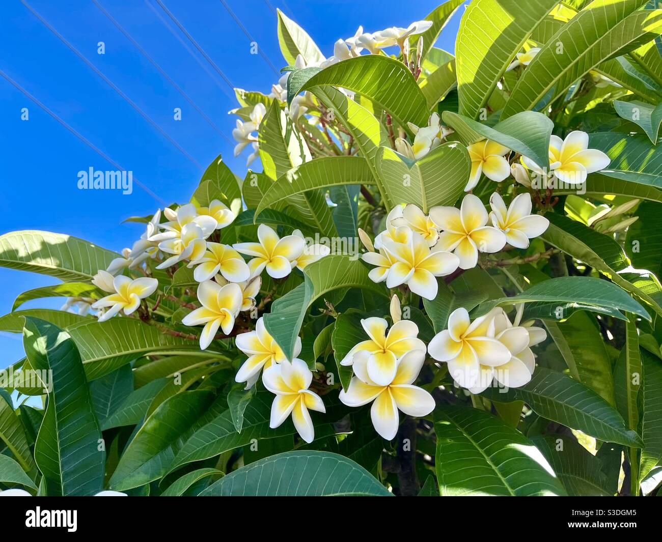 Flowering frangipani or plumeria tree Stock Photo