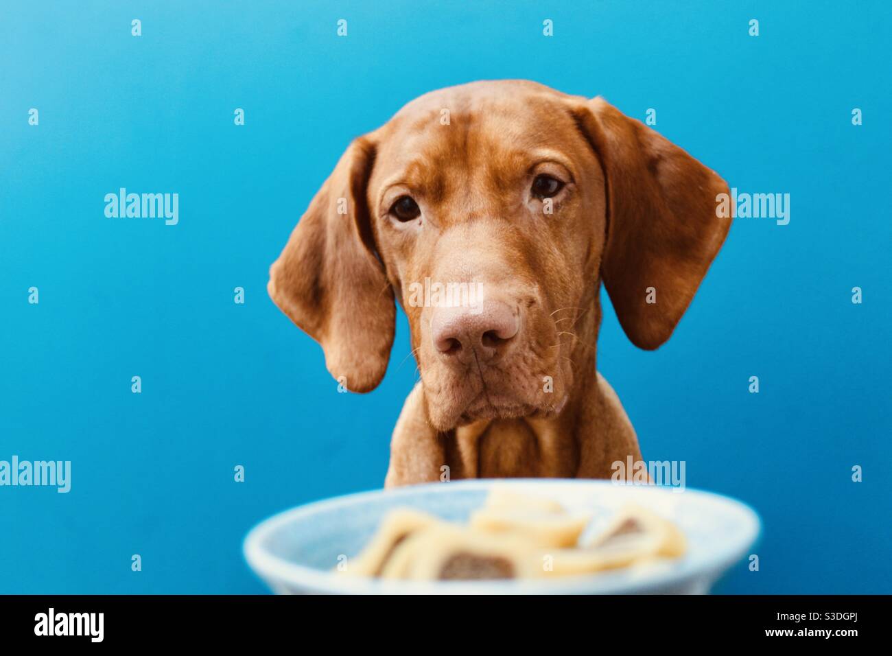 Vizsla dog with a bowl of treats Stock Photo Alamy