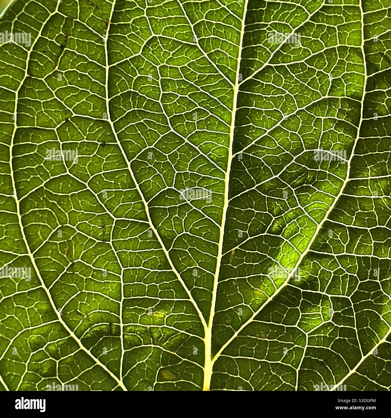 Leafy - Smartphone Captured Stock Image