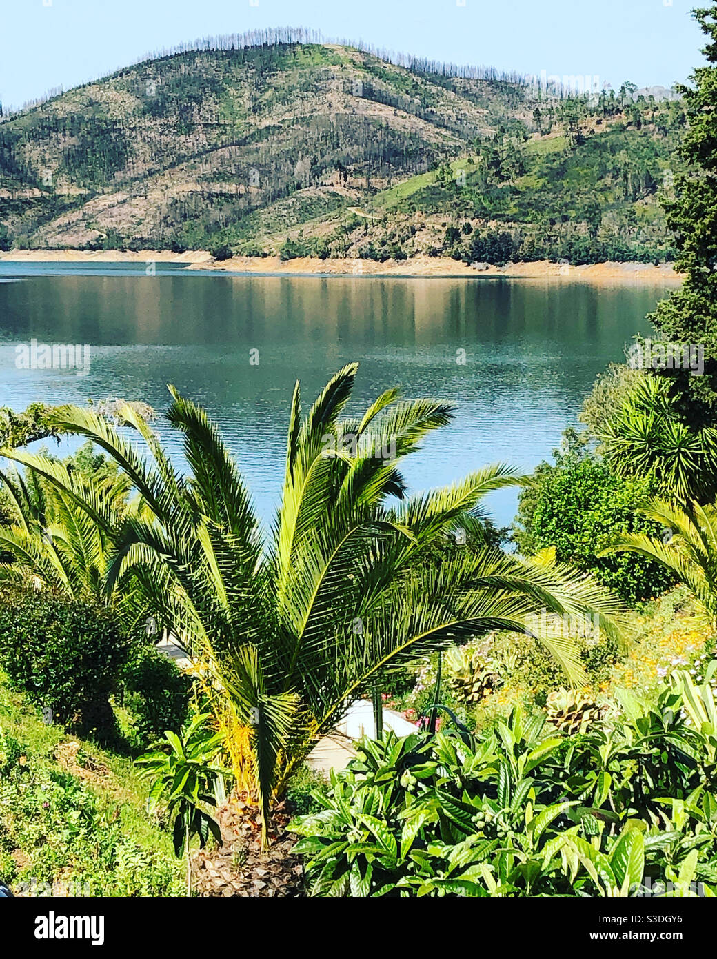 Palm trees lead to a view of Rio Zêzere and the fire damaged trees on the hills beyond - Smartphone Captured Stock Image