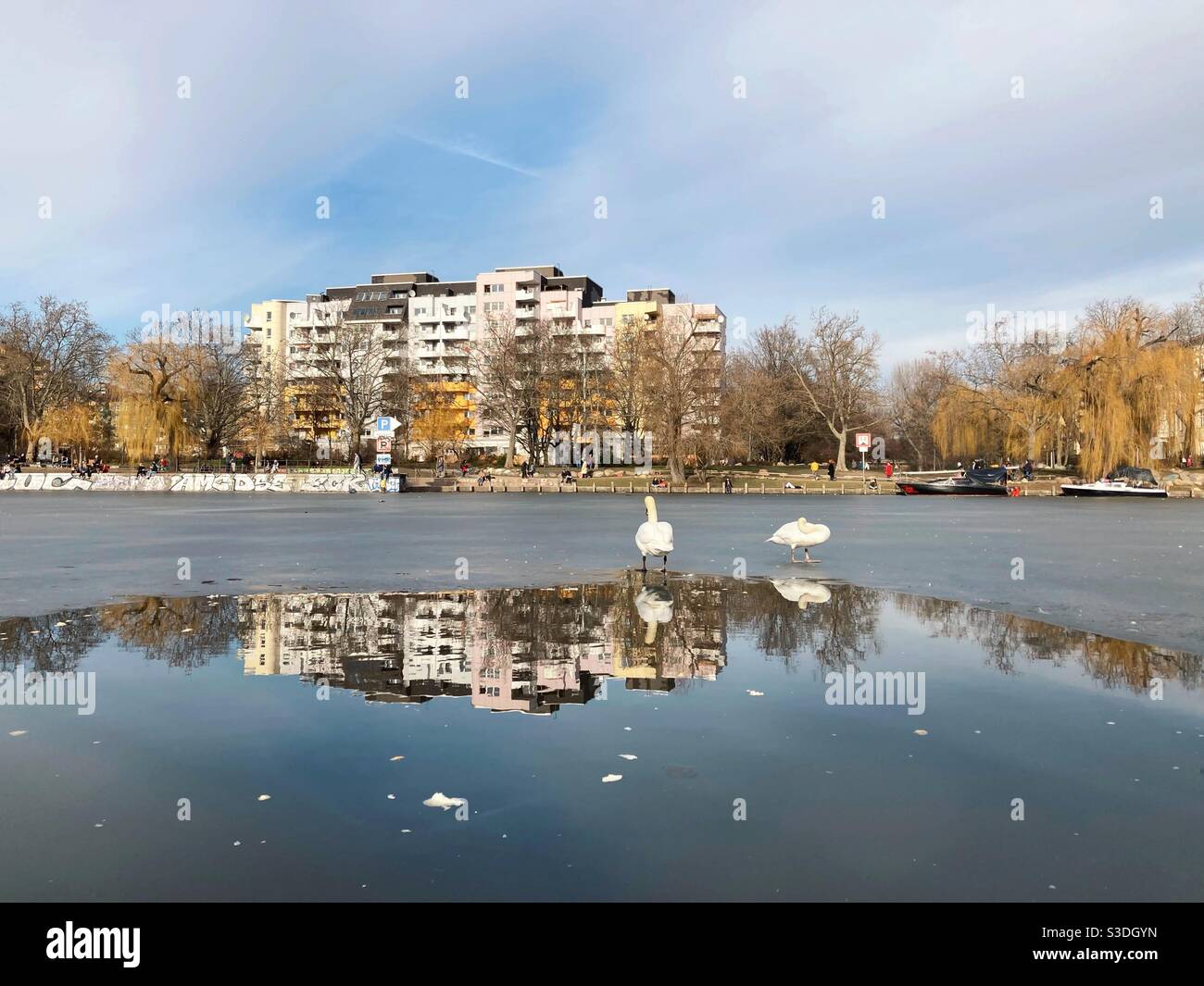 Swans - Smartphone Captured Stock Image