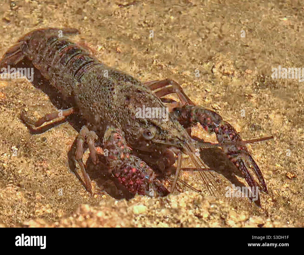 Lagostim (crayfish) - Smartphone Captured Stock Image