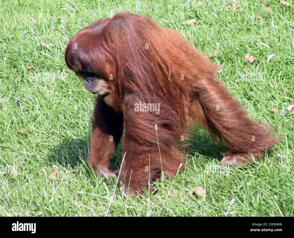 ambling-orangutan-S3DH8W.jpg