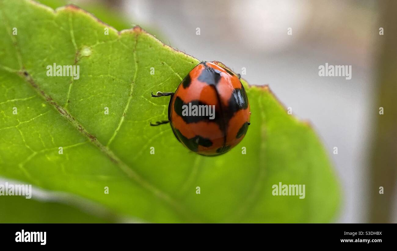 A ladybug beetle on lime leaf. Captured using iPhone 11 Pro Max with Moment 10x Macro Lens. Stock Photo