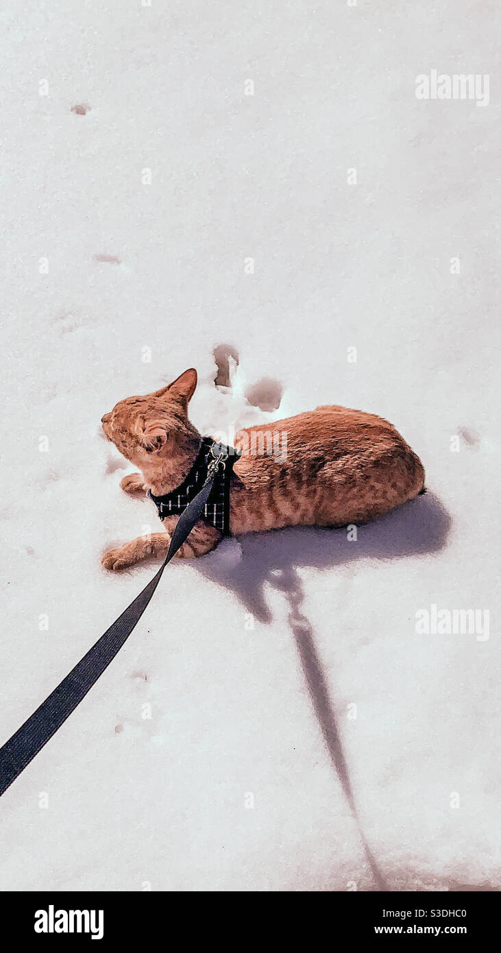 Kitty in the snow Stock Photo Alamy
