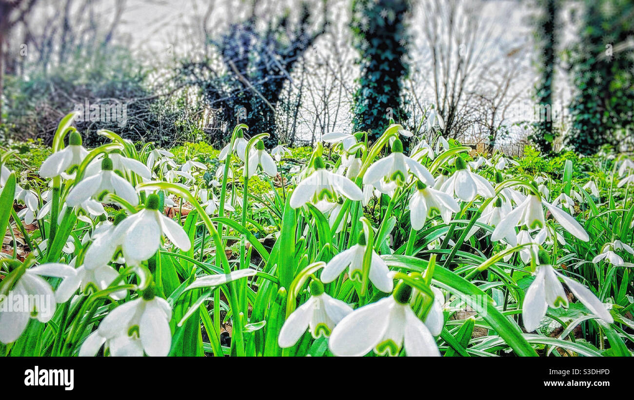A field of Snowdrop flowers. - Smartphone Captured Stock Image