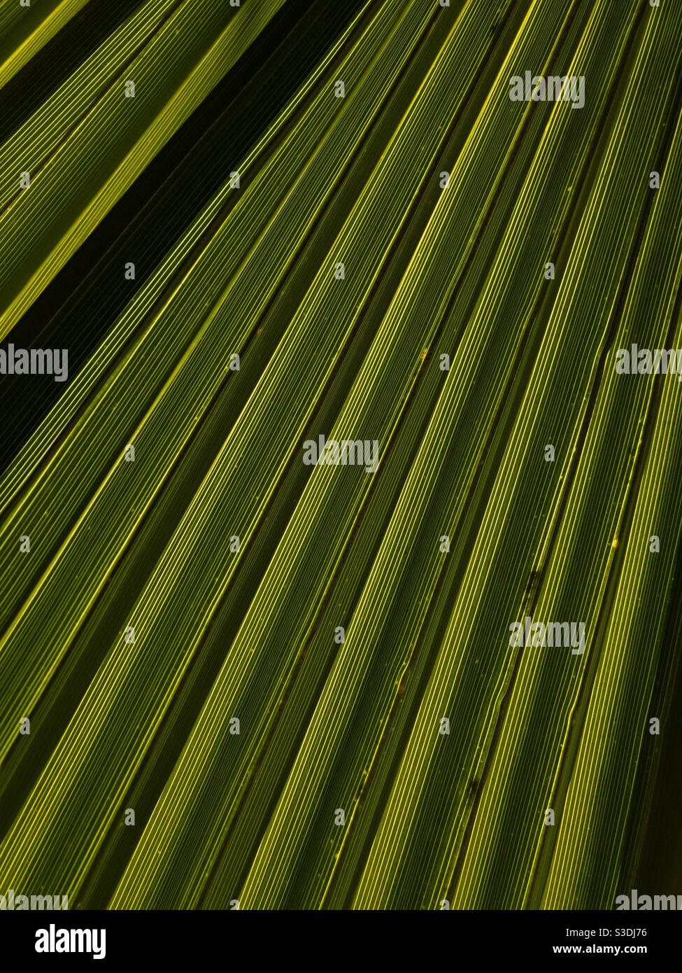 Sunlight illuminating detailed stripes of a green palm tree frond - Smartphone Captured Stock Image