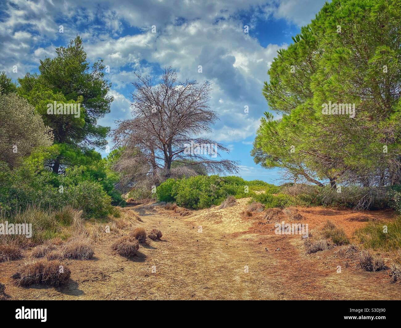 Little forest near the beach at uninhabited Tsougrias island near Skiathos in Greece. - Smartphone Captured Stock Image