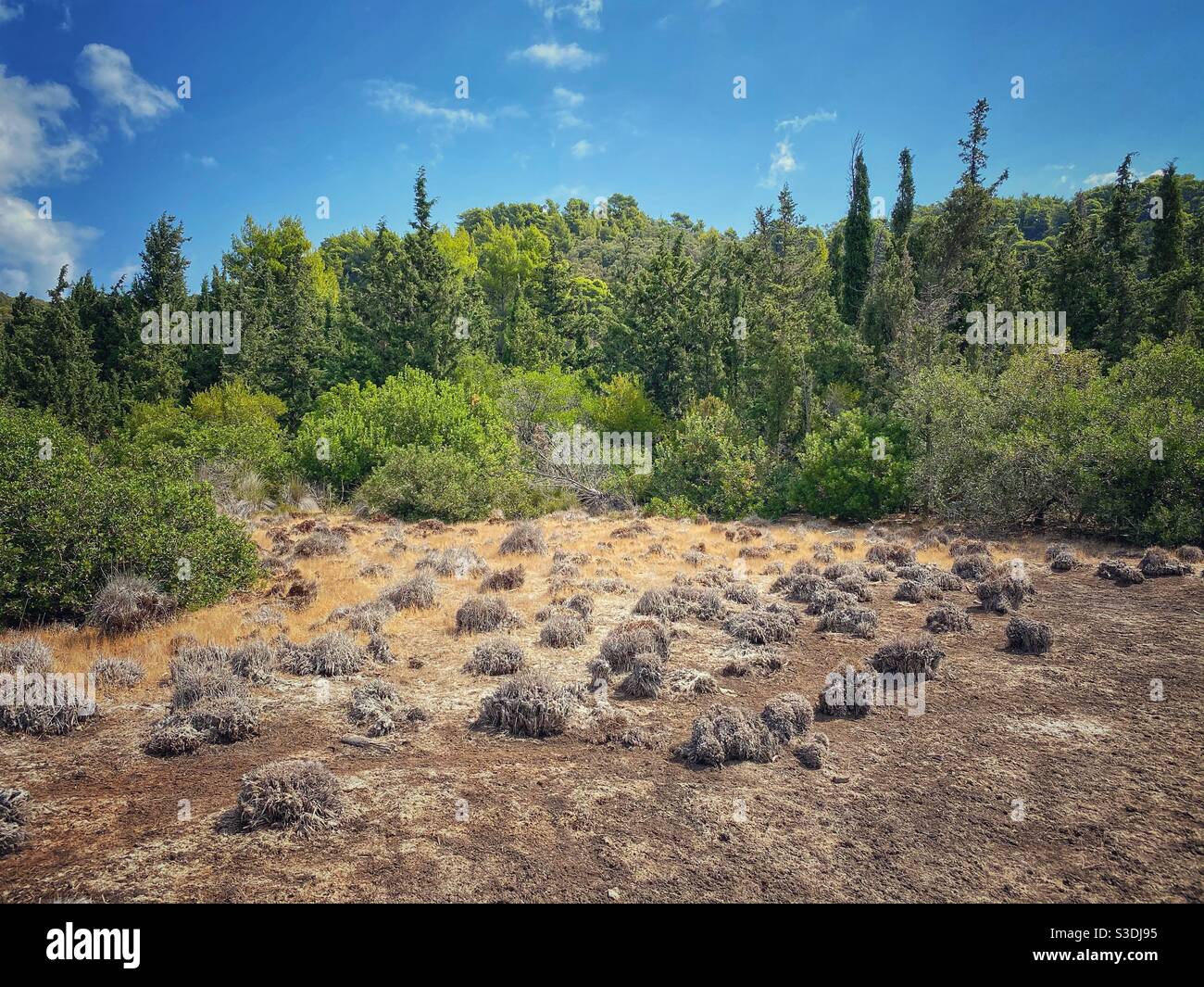 Forest at uninhabited Tsougrias island near Skiathos in Greece. - Smartphone Captured Stock Image