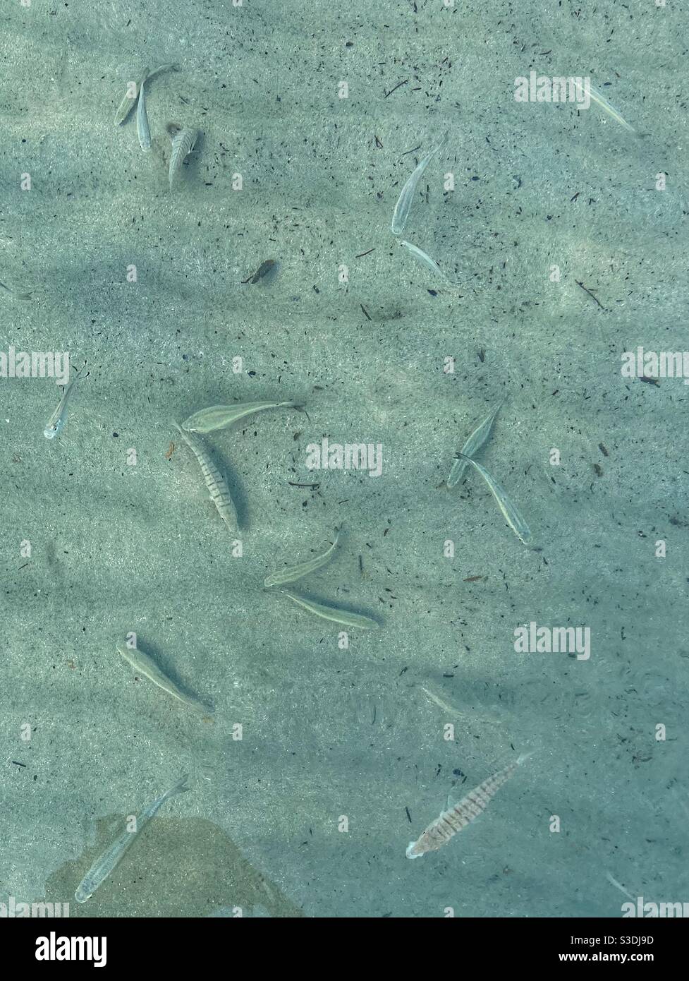 Swimming with fishes on Skiathos island in Greece. - Smartphone Captured Stock Image
