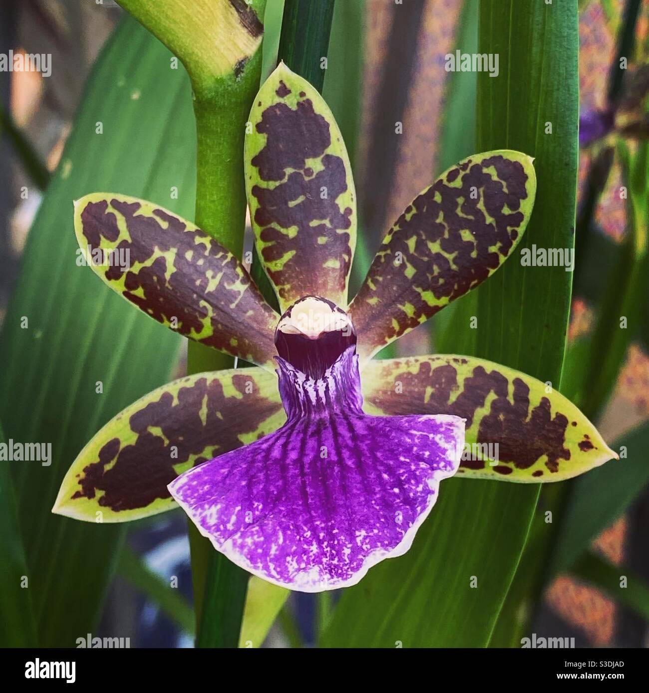 Jewel orchid flower hires stock photography and images Alamy