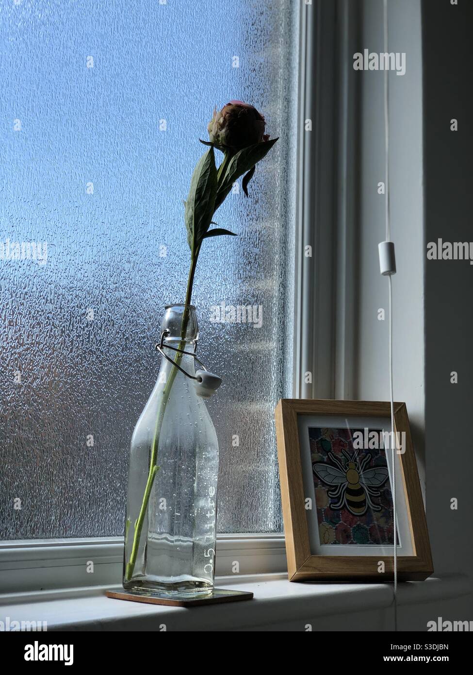 Closed peony in a bottle on a window next to a framed bee illustration Stock Photo
