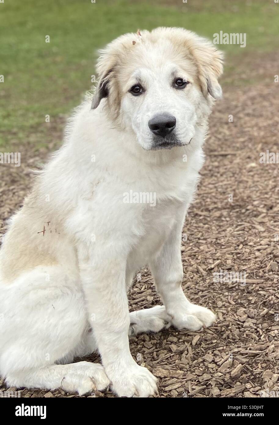 Cute, fluffy, white Great Pyrenees puppy dog sitting on the grass outside at the dog park in the autumn in Canada ready to play Stock Photo