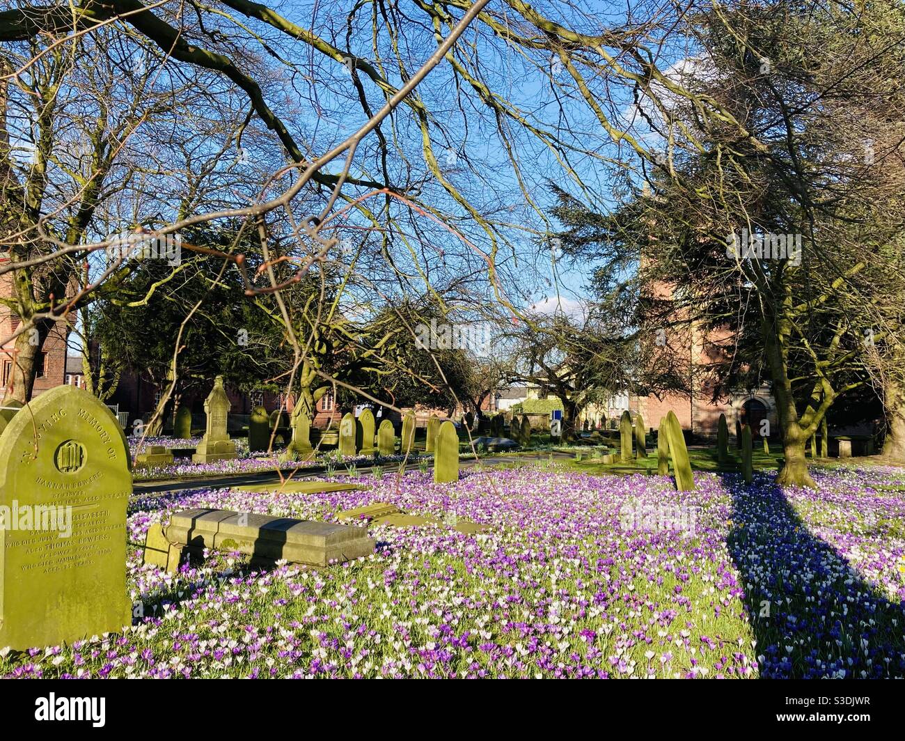 Spring flowers in churchyard Cheshire Stock Photo Alamy