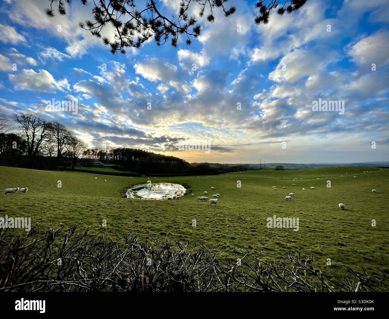 View over a sheep field in the Vale of Glamorgan, at sunset, February. Stock Photo