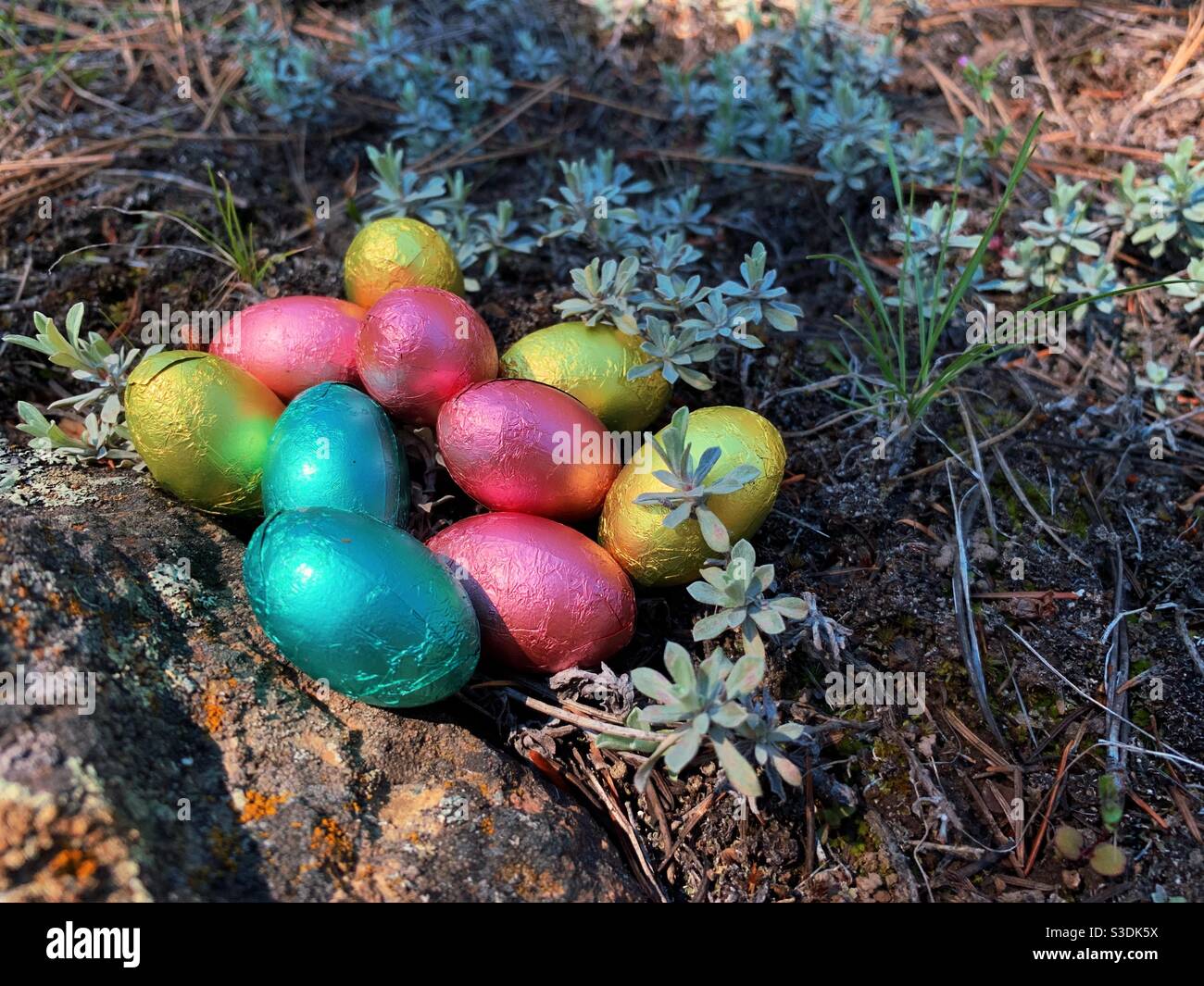 Close up view of colourful foil wrapped chocolate Easter eggs on forest floor on a sunny early spring day - Smartphone Captured Stock Image