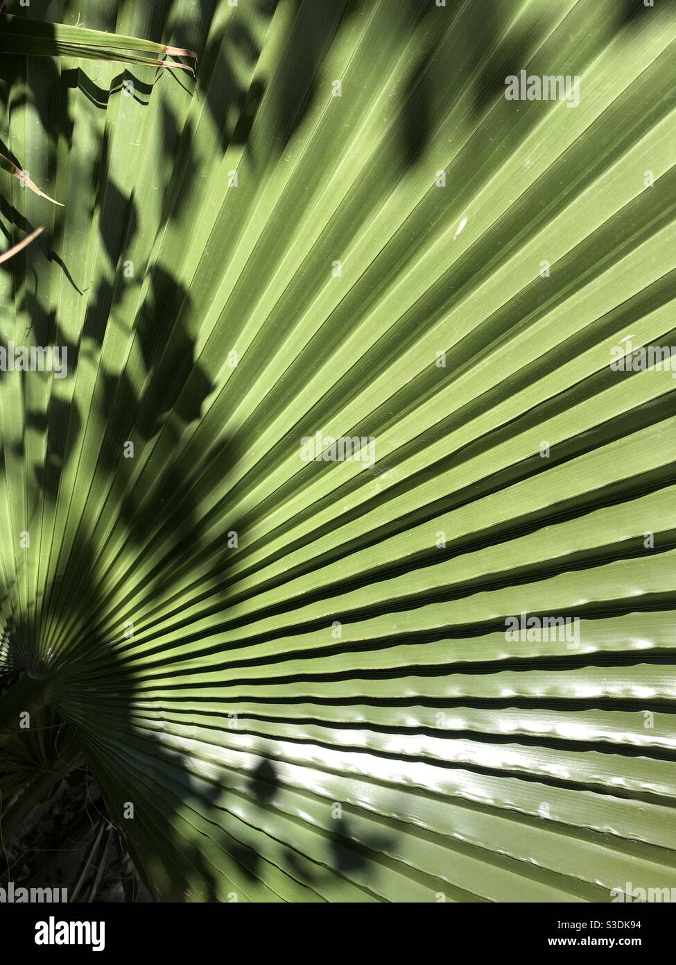 Close up shot of pan leaves and shadow - Smartphone Captured Stock Image