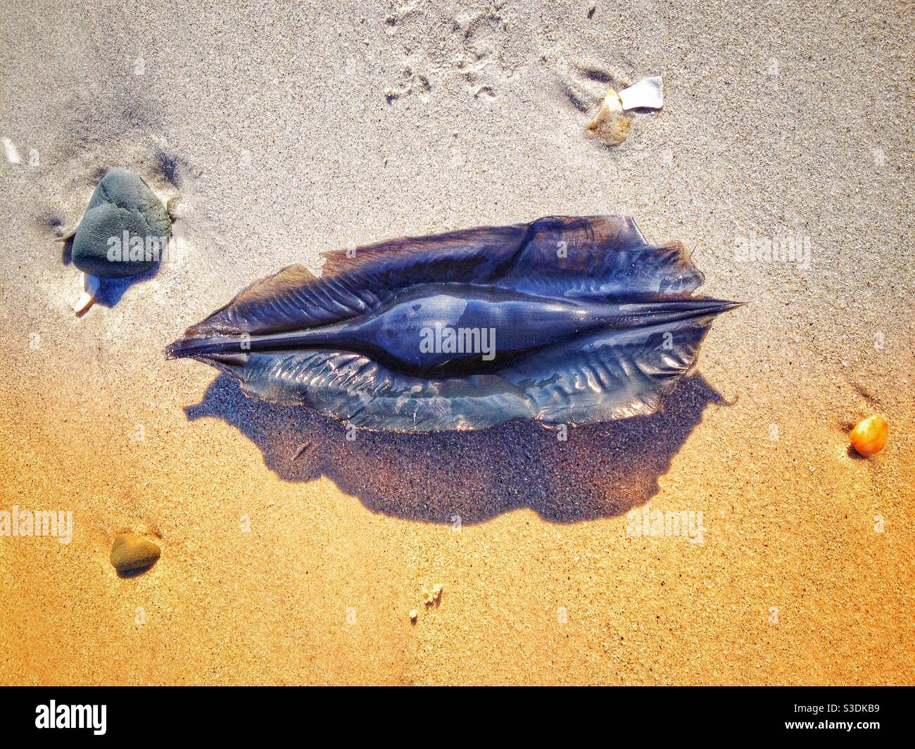 Mermaid's purse on a beach in Cape Town Stock Photo - Alamy