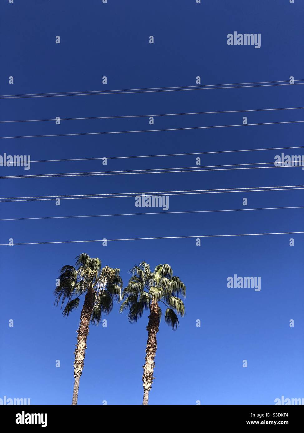 Two palm trees below power line cables Stock Photo Alamy