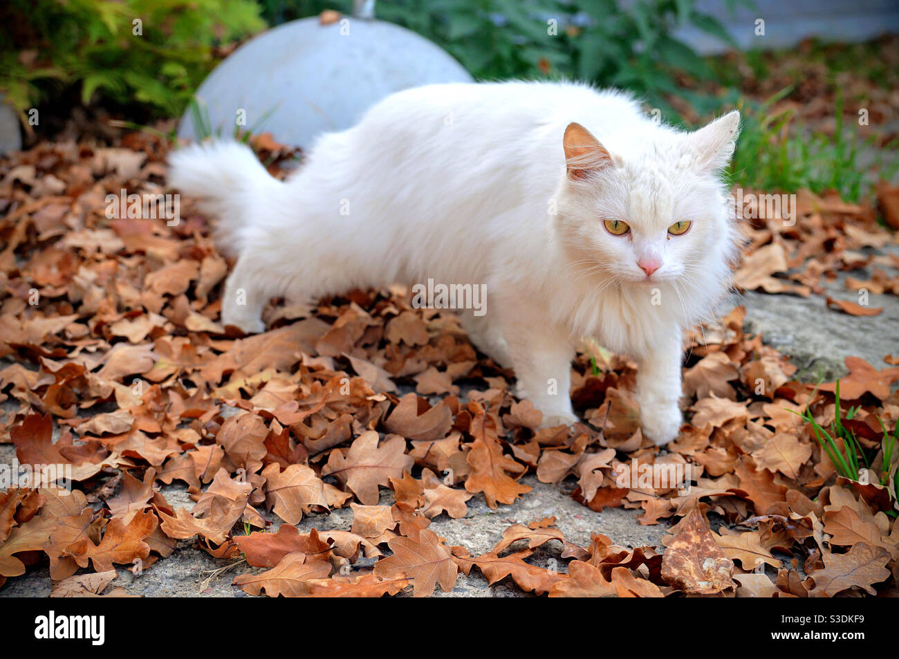 White fluffy cat close up - Smartphone Captured Stock Image