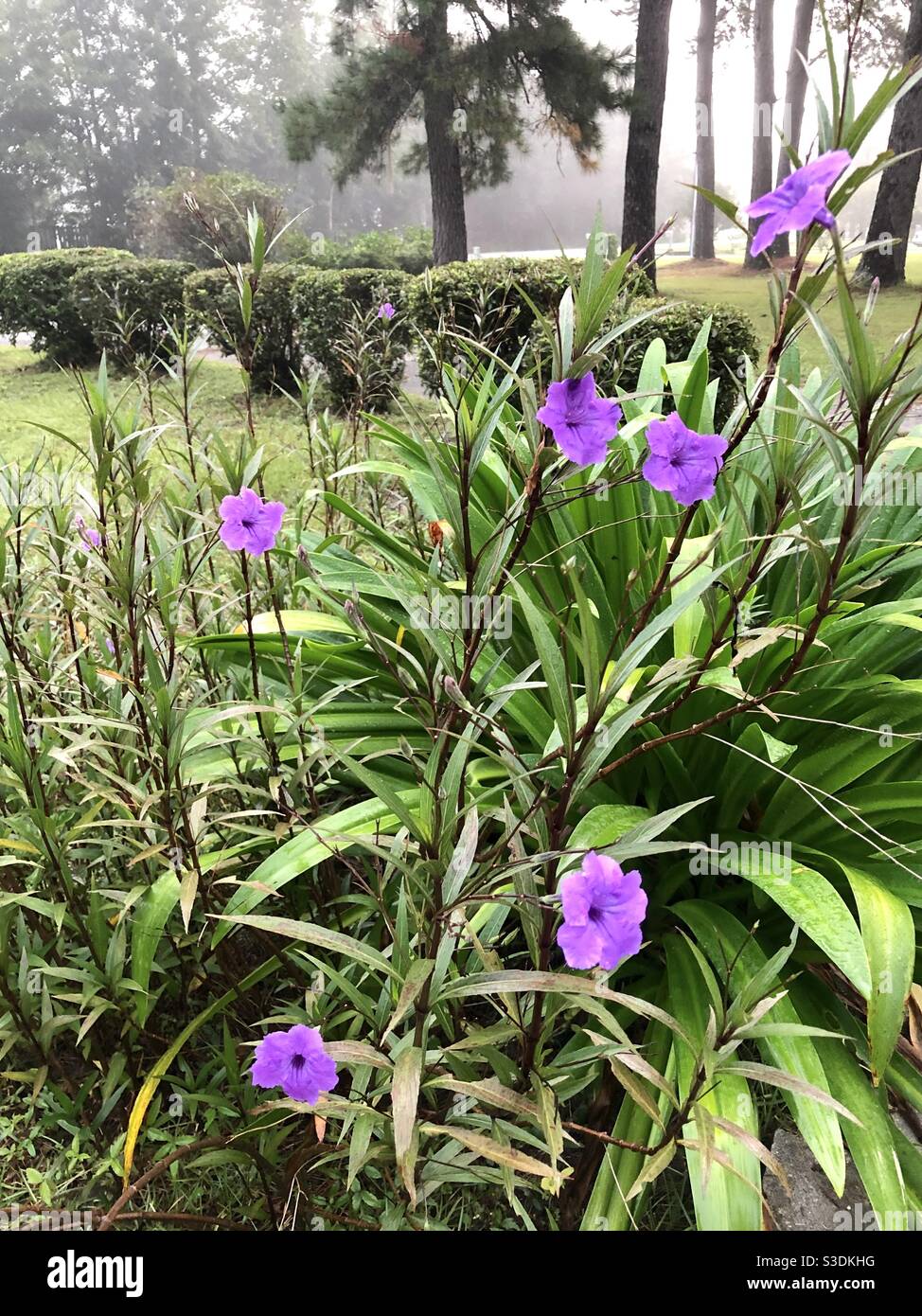 Purple Mexican petunias - Smartphone Captured Stock Image