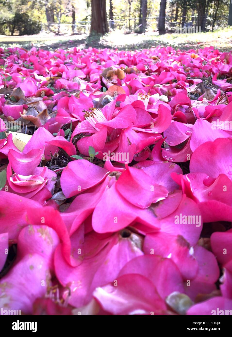 Ground covered with fallen Camellia blossoms - Smartphone Captured Stock Image