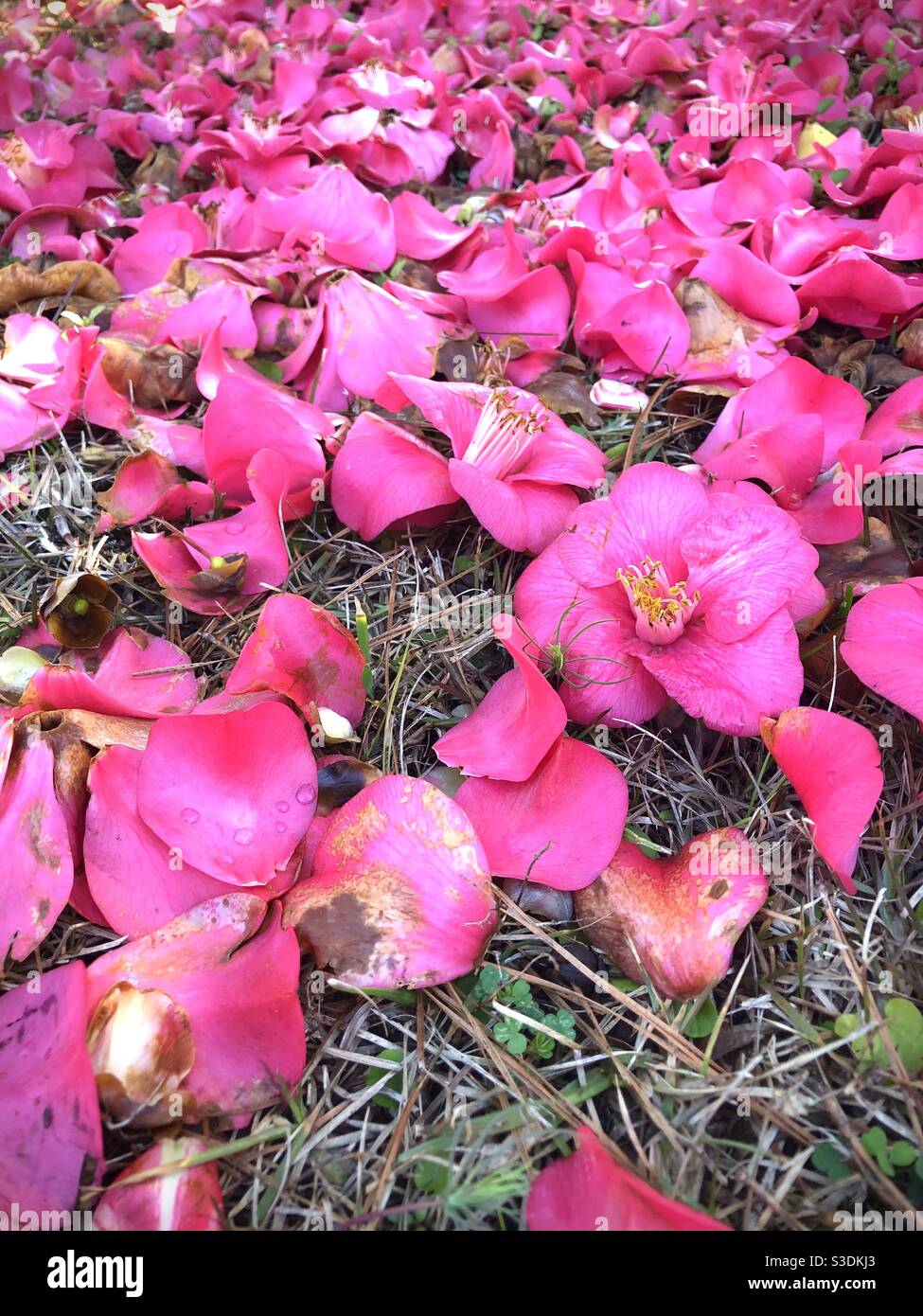 Fallen Camellia blossoms Stock Photo Alamy