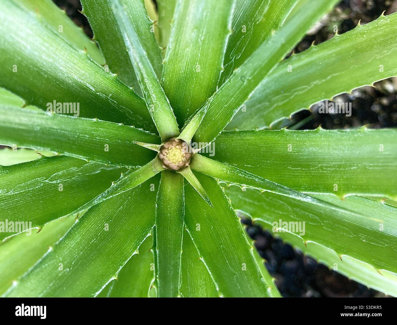 A budding dwarf pineapple plant in garden - Smartphone Captured Stock Image