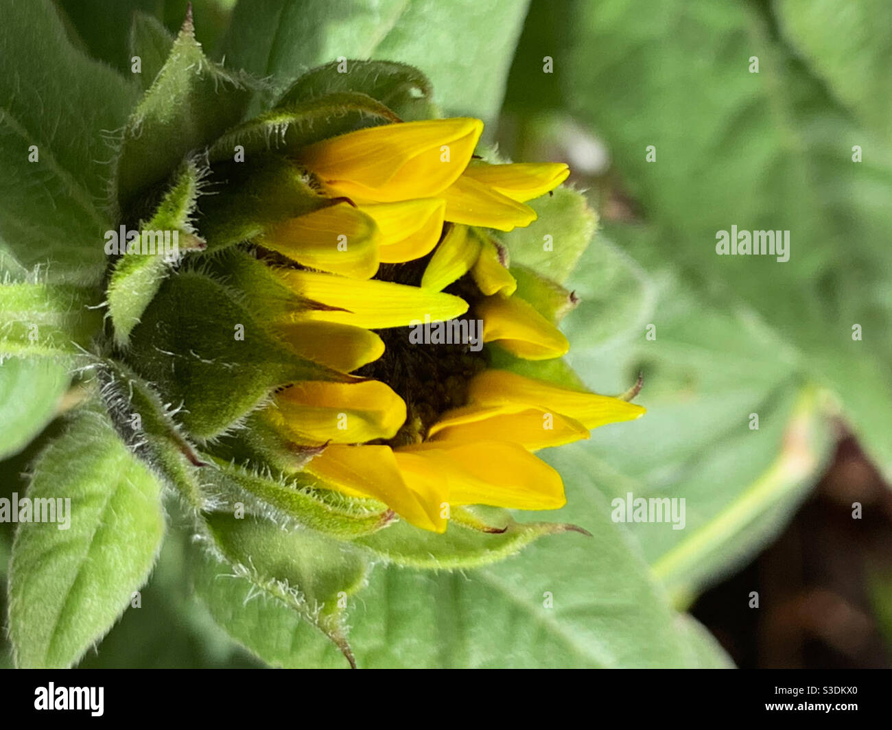 Flower macro Glorious golden yellow sunflower bud in the making - Smartphone Captured Stock Image