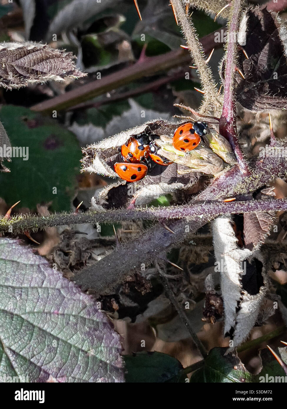 7 spotted ladybirds emerging from hibernation in warm February sunlight - Smartphone Captured Stock Image