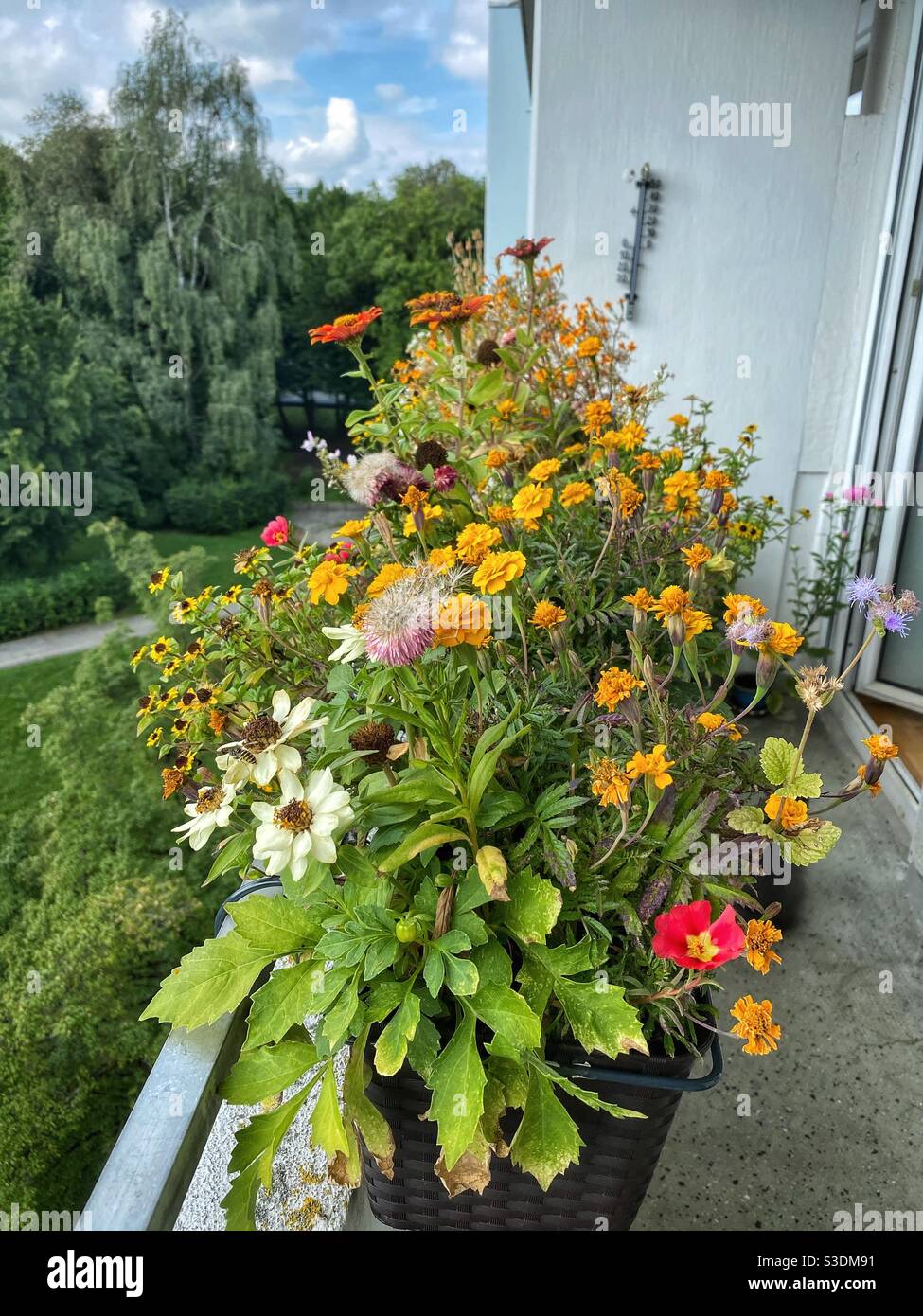 Balcony flowers in Munich. - Smartphone Captured Stock Image