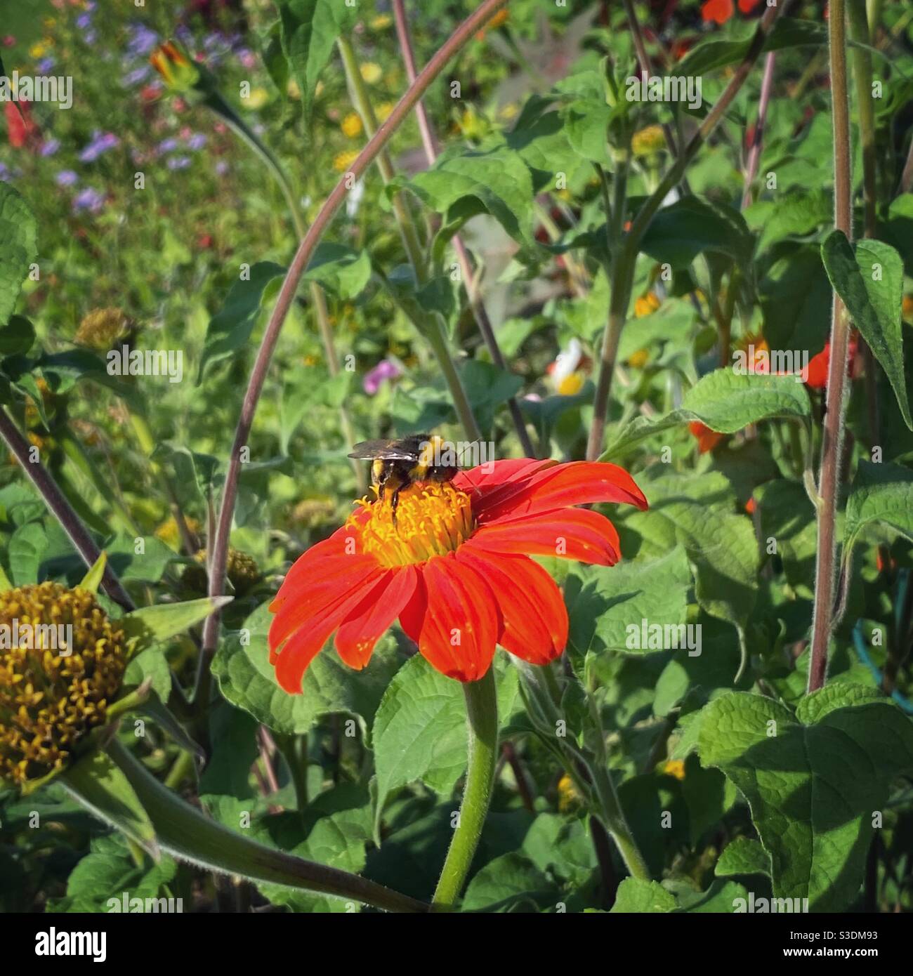 Bumble bee on a red flower. - Smartphone Captured Stock Image