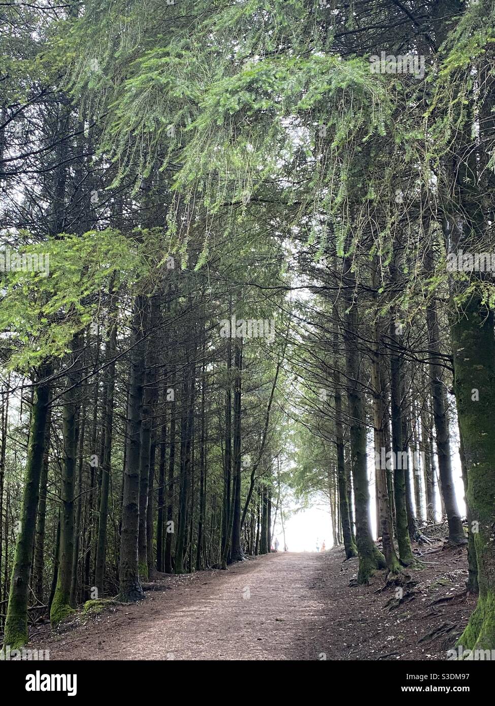 Haldon forest hi-res stock photography and images - Alamy