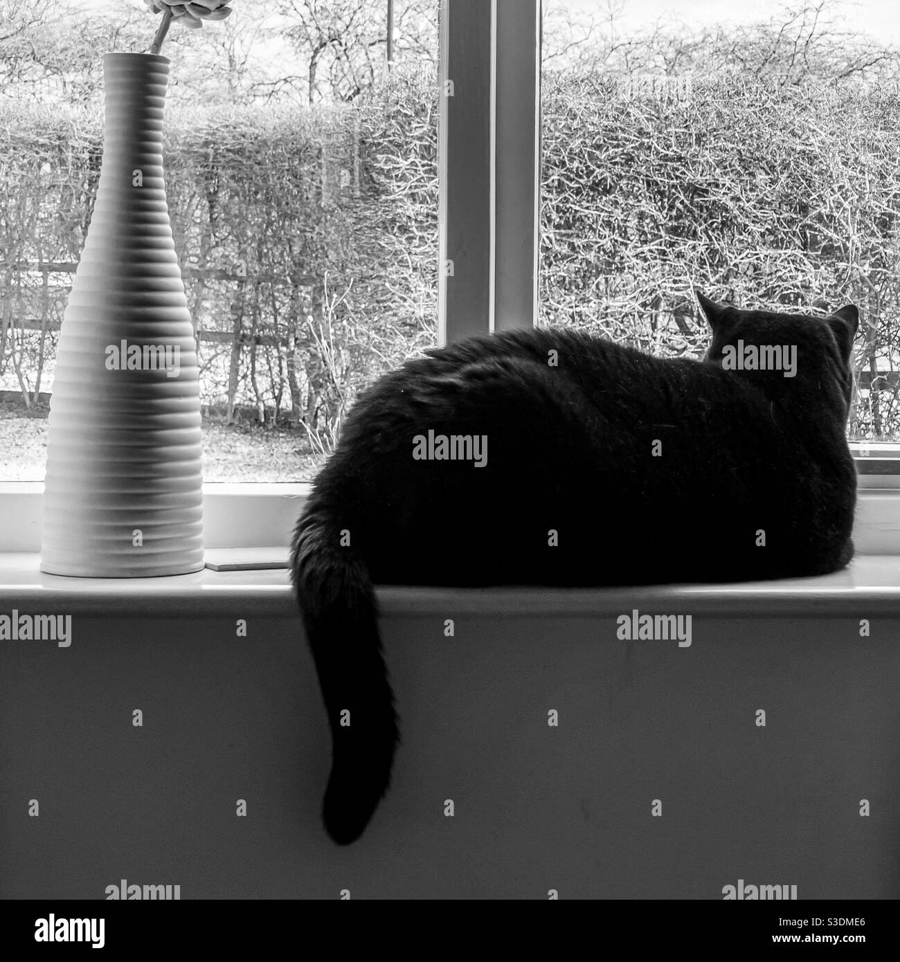 Black cat indoors sat on windowsill looking out of window - Smartphone Captured Stock Image