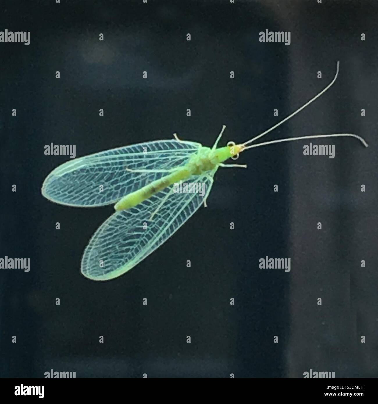 Green lacewing insect bug hi-res stock photography and images - Alamy