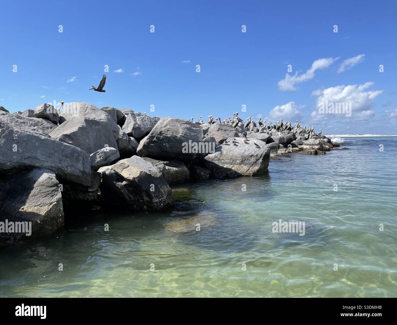 Pelican flying over the rocky jetties on the Gulf of Mexico Florida - Smartphone Captured Stock Image
