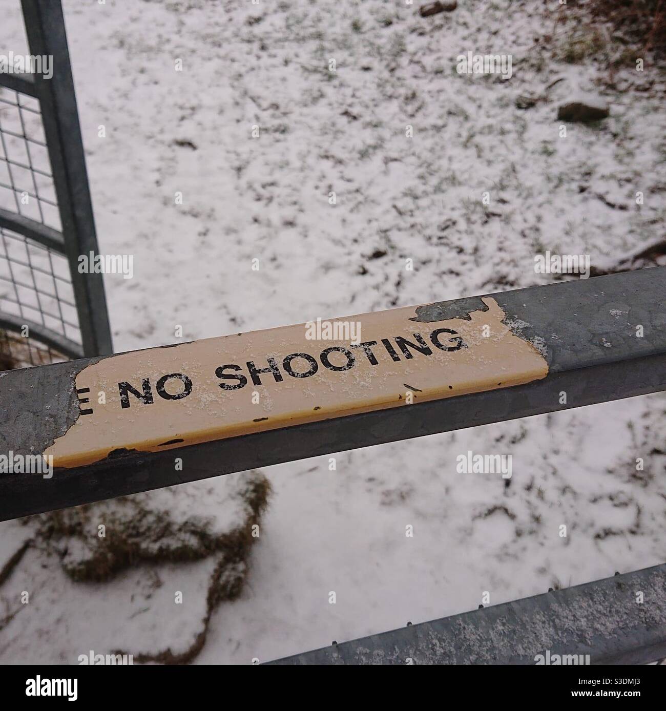 A photograph of a ‘no shooting’ sign on a metal gate outdoors on a snowy day. Rural countryside walk, no hunting. - Smartphone Captured Stock Image