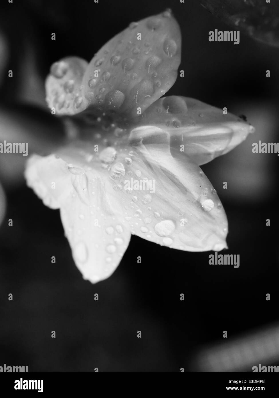Black and White Yellow Daffodil petal with rain drops Stock Photo