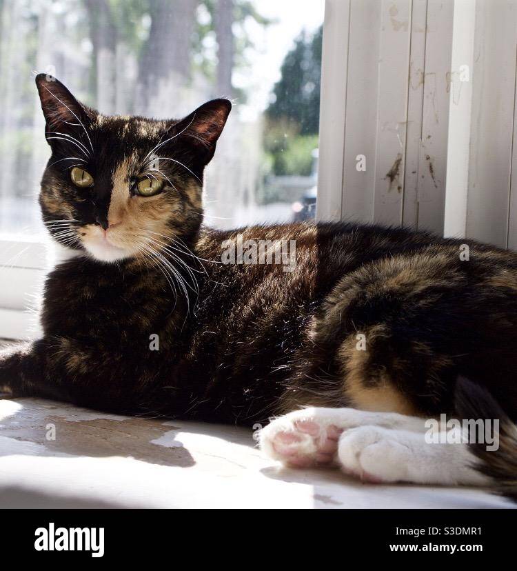 Zoey, my shelter cat! Love my calico angel <3 Stock Photo