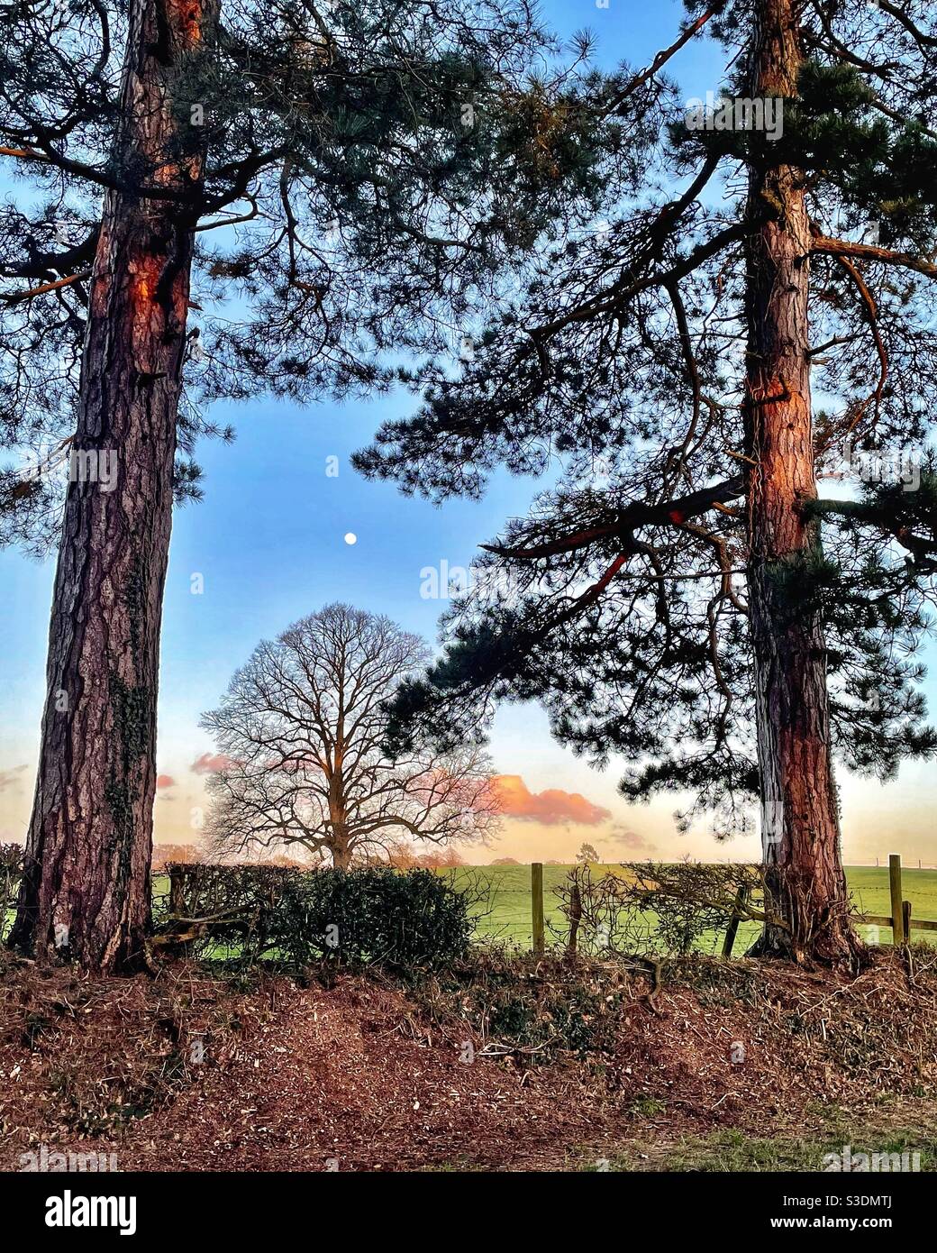Moon appearing in the late afternoon surrounded by trees. Stock Photo