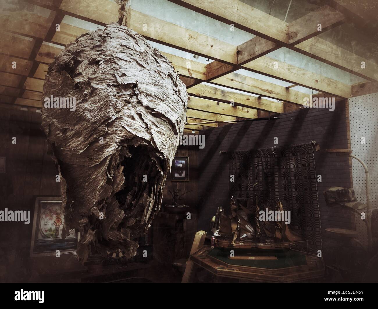 Large, papery hornet’s nest for sale at antique mall - Smartphone Captured Stock Image