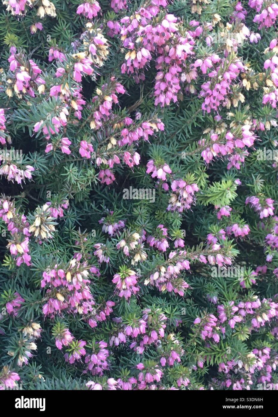 Pink flowers of a Heather shrub Stock Photo