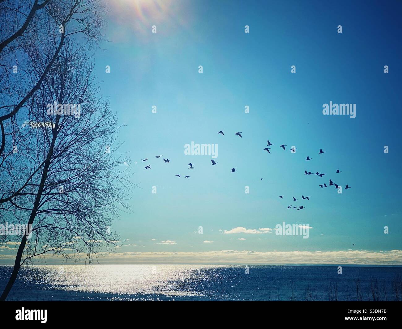 Formation of Canada geese migrating north for spring 2021 - Smartphone Captured Stock Image