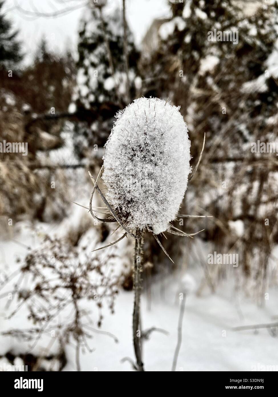 Ice, winter, nature’s beauty Stock Photo